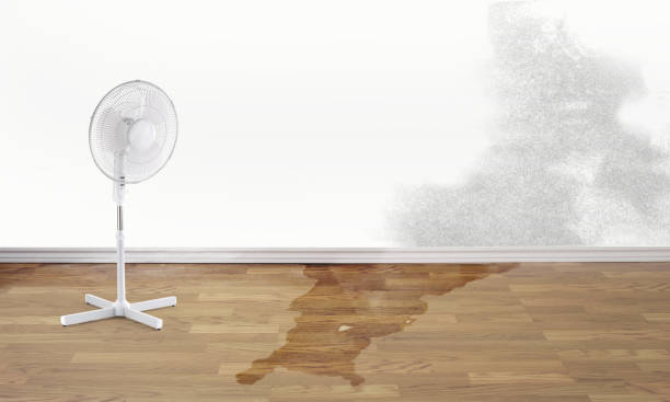 Best Water damage cleanup near me  in Live Oak, TX